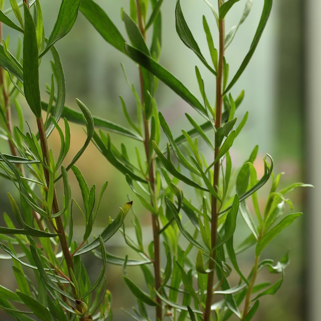 2 French Tarragon Plant Live, 4-Inch Tall Tarragon Plant, Non-GMO, Fast Growing Herb Plants for Garden Beds, Not Seeds