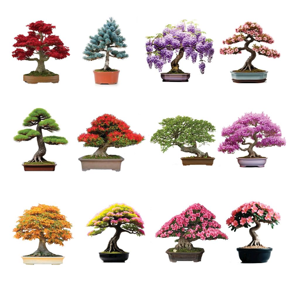 12 Bonsai Tree Seeds Kit - 300+ Seeds - Red Maple, Blue Spruce, Cherry Blossom, Wisteria, Black Pine, Flame, Chinese Elm, Purple Lilac, Trident Maple, Albizia Juibrissin, Judas, Desert Rose