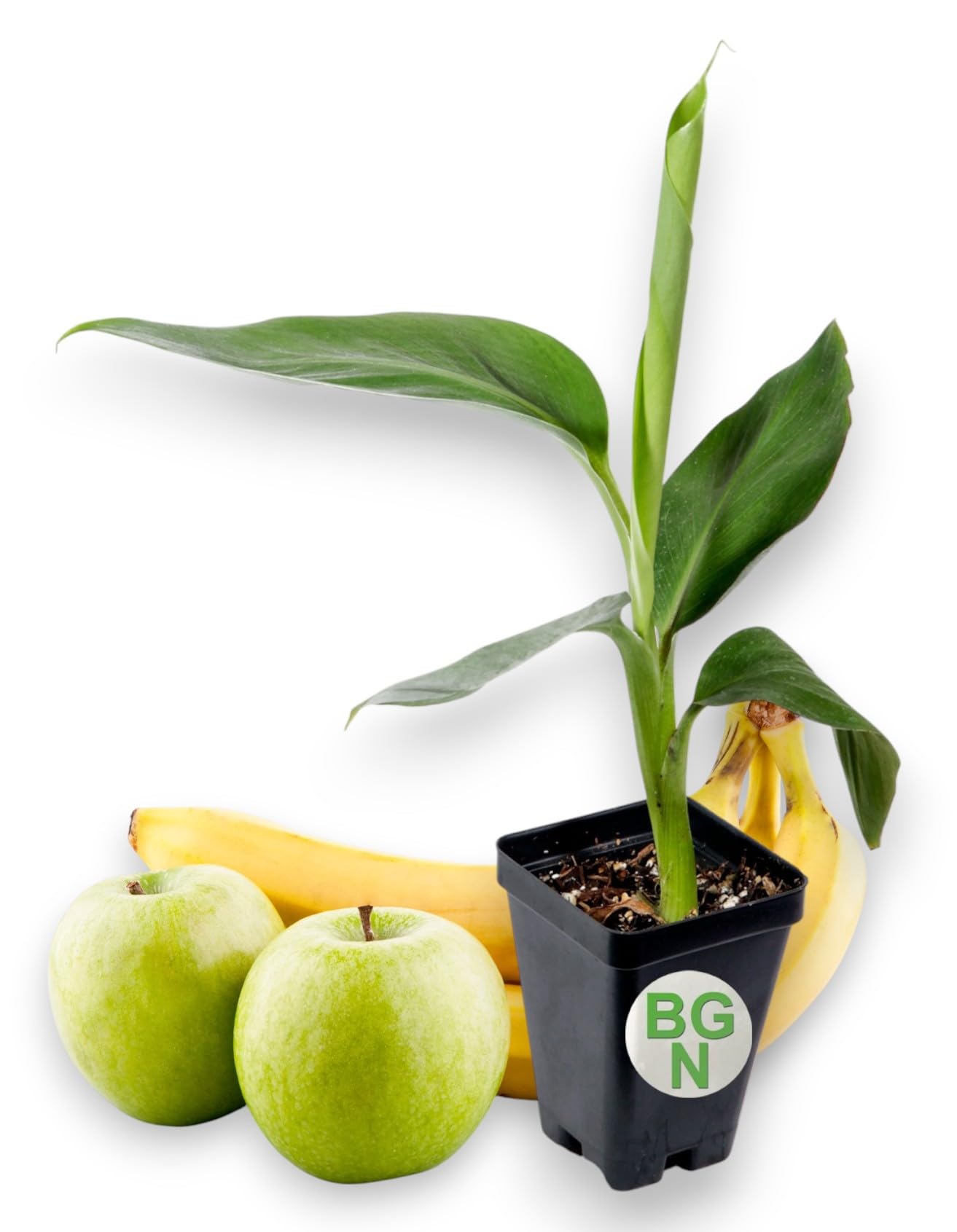Manzano Apple Banana Plant - Rare - Live Banana Tree - Apple Flavor