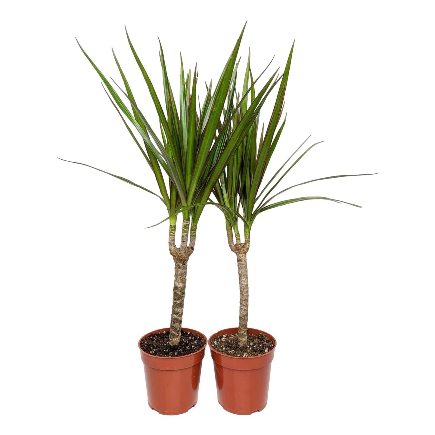 Easy to Grow Dracaena Marginata Cane - 2 Potted Houseplants in Grower Pots, Low-Maintenance Indoor
