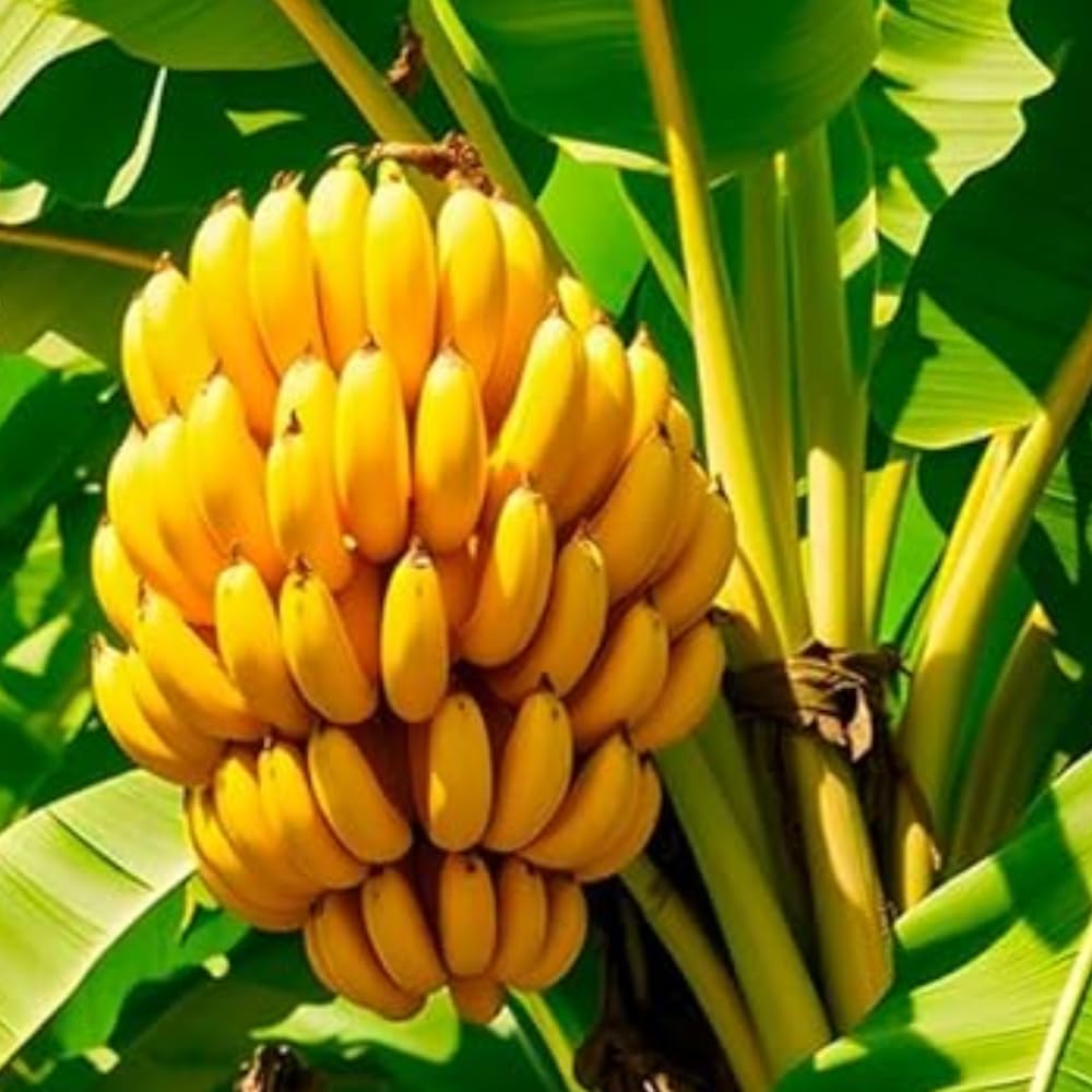 Dwarf Cavendish Banana Tree Live Plant, Well Rooted 4-8" Tall, Cold Hardy Tropical Banana Plant Live Well Rooted, Live Banana Fruit