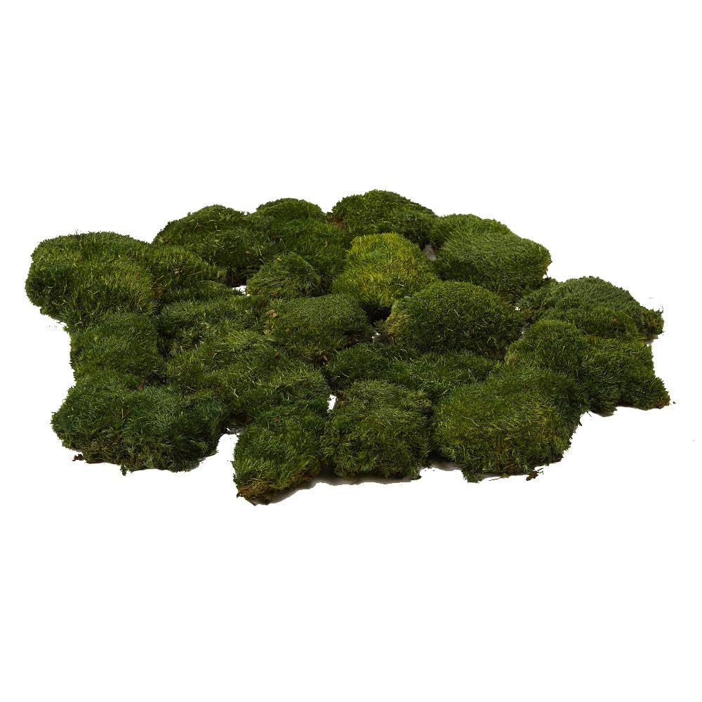 prefleur Preserved Pole Moss Pillow Bun Cushion Natural Green Decorative Real Natural DIY Kit Terrariums Garden Art Wall Florist Easter Wedding Decor (1.5 sq.ft., Green-A)