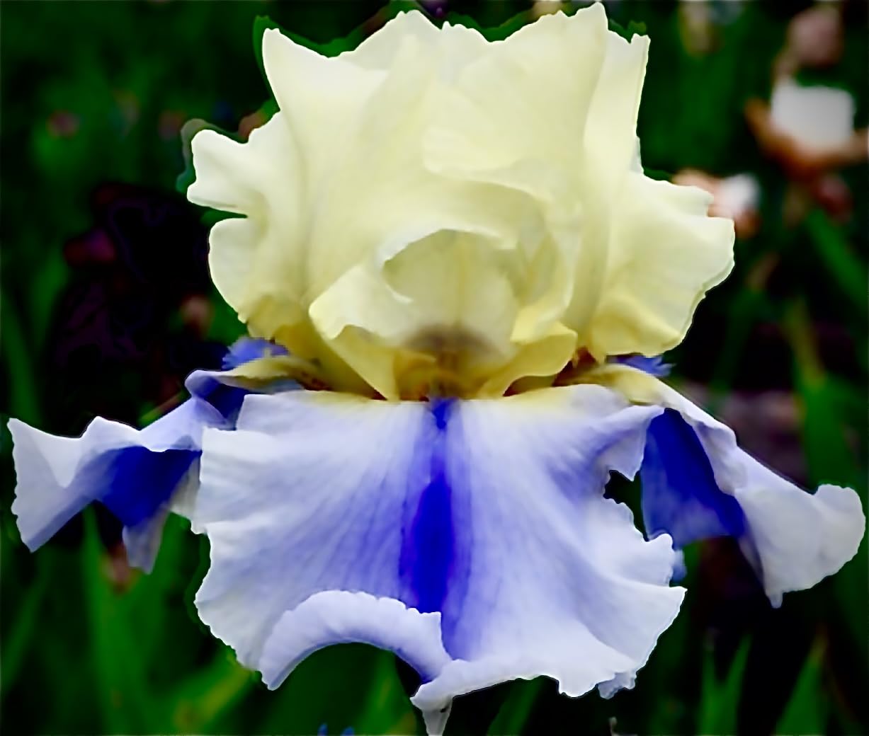 Superb Bearded Iris - 'Easter Candy' - (1) Premium Rhizome