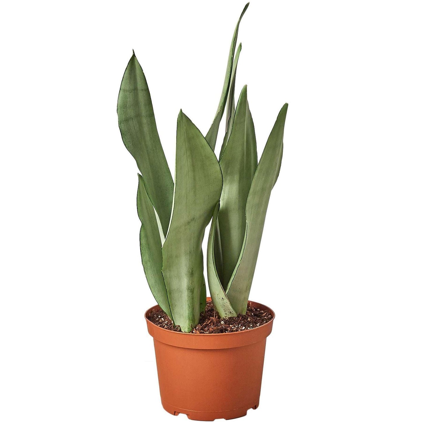 Snake Plant Moonshine Live Plant for Indoor | Different Houseplants in 4'' & 6'' Pot | Real House Plant for Living Room, Office & Bathroom | Laurentii