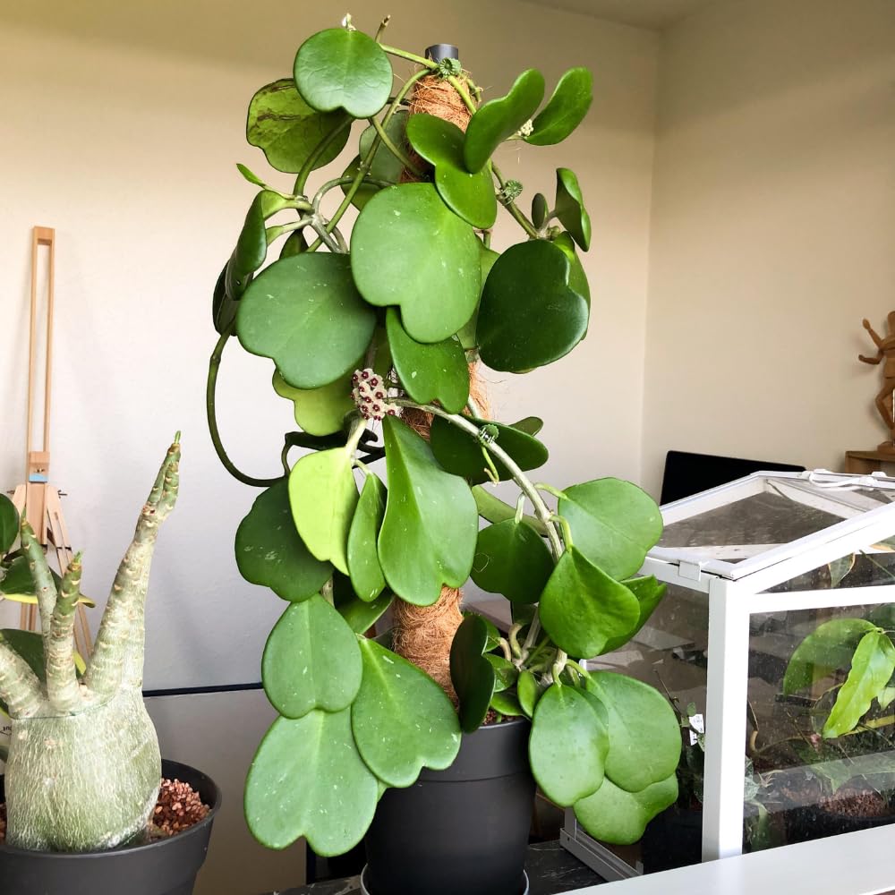 Combo 2 Hoya Live Plants, Hoya Kerrii Heart Plant, Hoya Carnosa Tricolor Houseplant Indoor Planting 4-7 Inch Tall