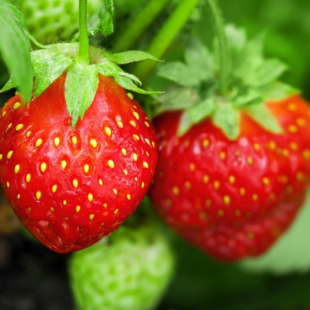 25 Strawberry Bare Roots, Strawberry Plant Live, 5 to 7 Inc Tall, Fruit Garden Indoor Outdoor, Easy to Plant