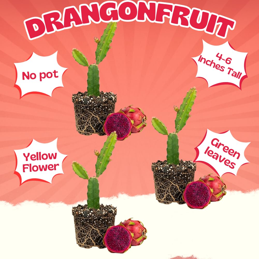 Set 3 Baby Dragon Fruit Plants Live, Sweet Dragon Fruit Plant, Yellow Fruits Tree Starter 3-7 Inches Tall, Tropical Plant for Indoor Outdoor