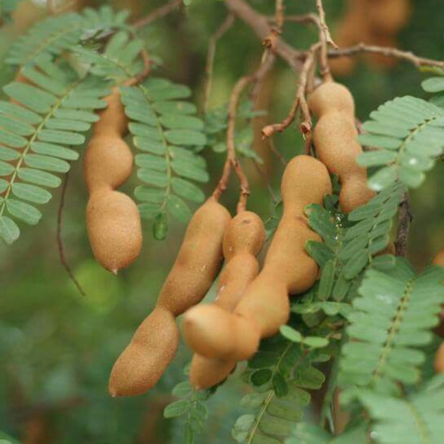 Tamarind Tree Live Plant, Edible Fruit Tree, 4 Inches Pot, Tamarind Plant Outdoor Garden
