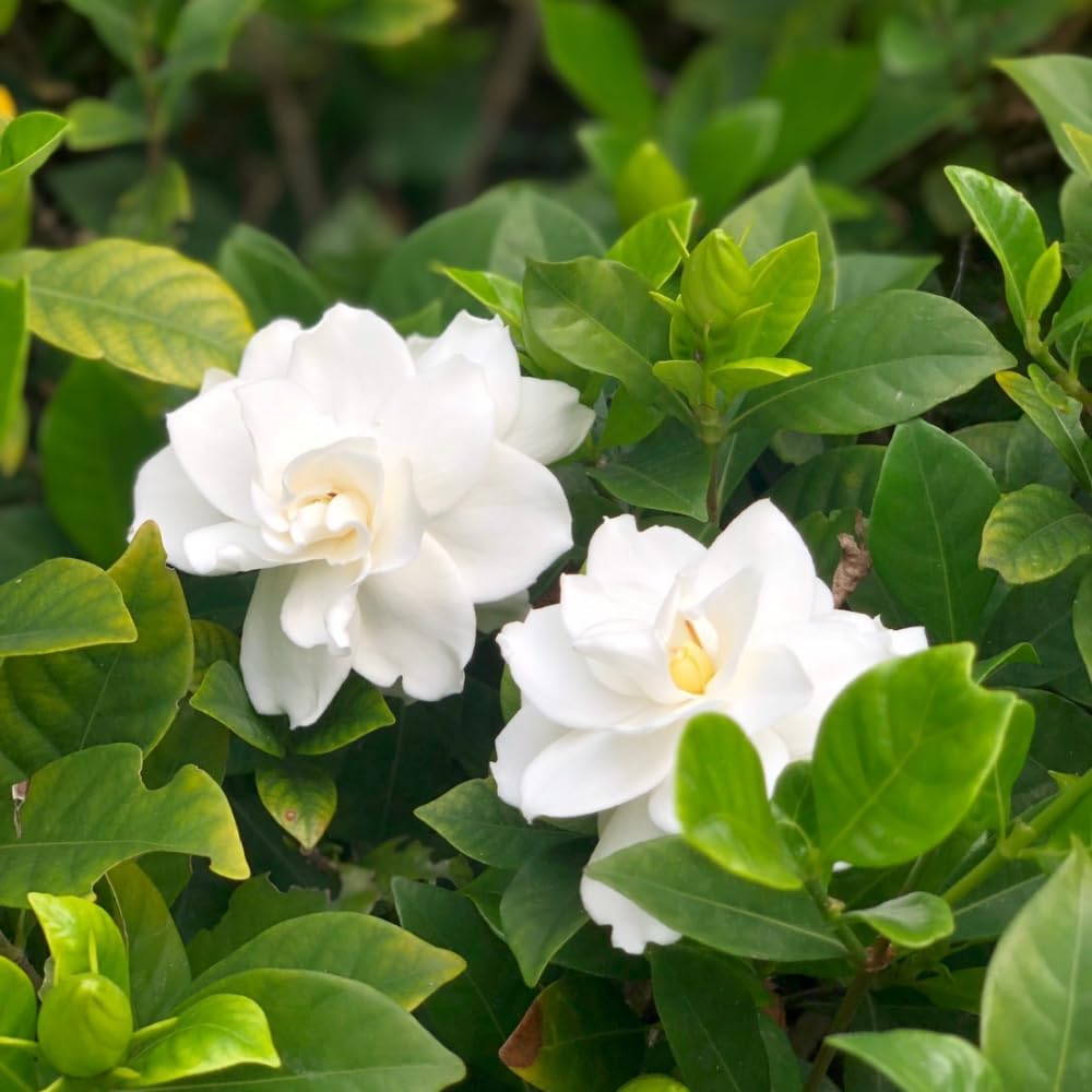 2 Jasmine Plants Live, Climbing Jasmine Flower Plant, Zone 4 to 11, 5 to 7 Inc in Height (Frost Proof Gardenia)