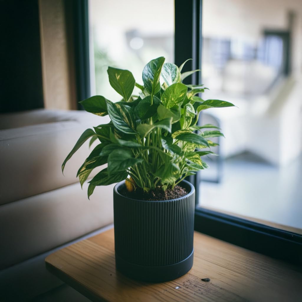 HERDUK 6 Inch Ceramic Plant Pot with Drainage & Saucer - Indoor Planter for Succulents, Cacti & Aloe Vera - Striped Design, High-Temp Fired Clay, Lightweight Modern Decor