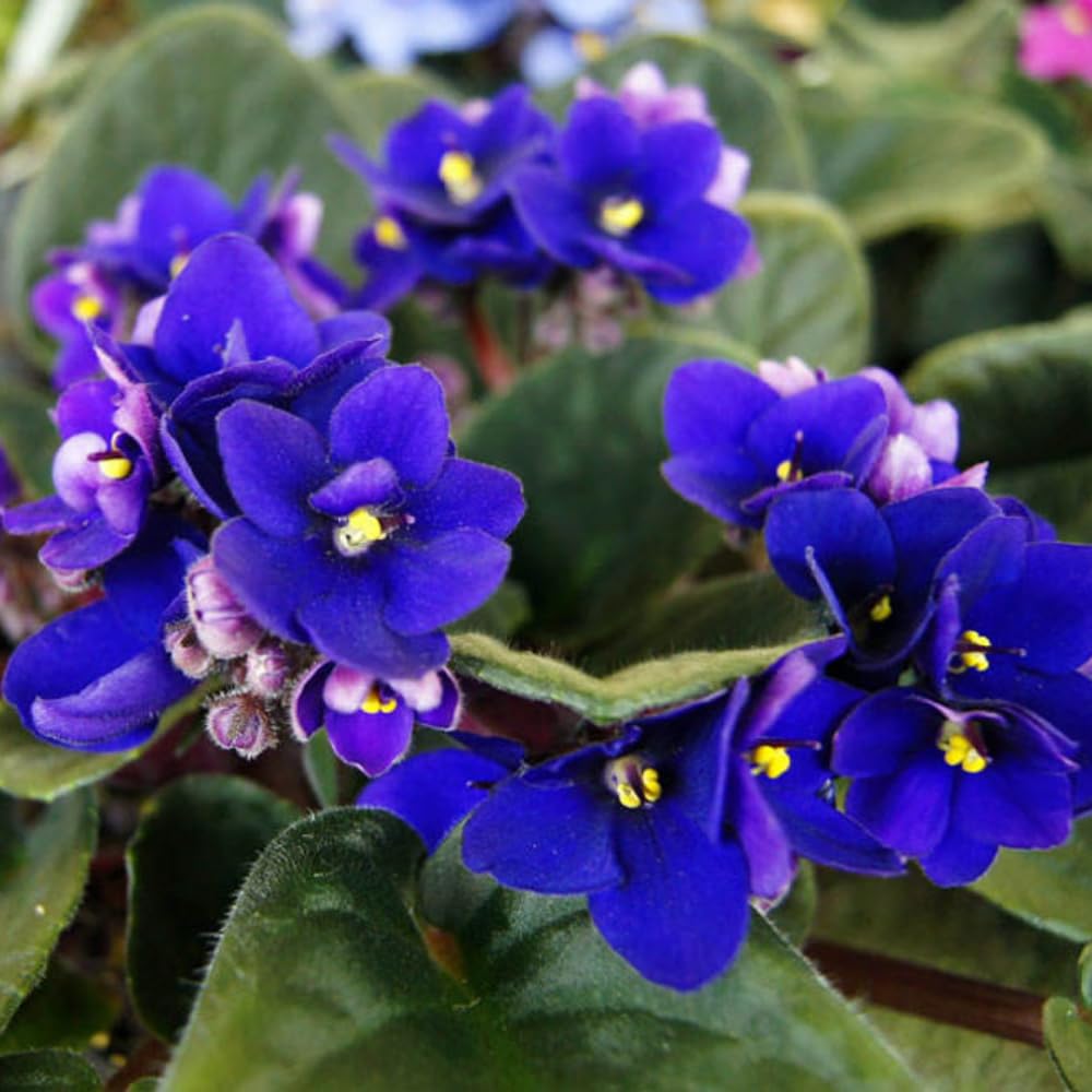 African Violets Live Plants, African Violet Plant Live House Plants, 4 Inc Potted, 4 to 6 Inc Long (Blue)