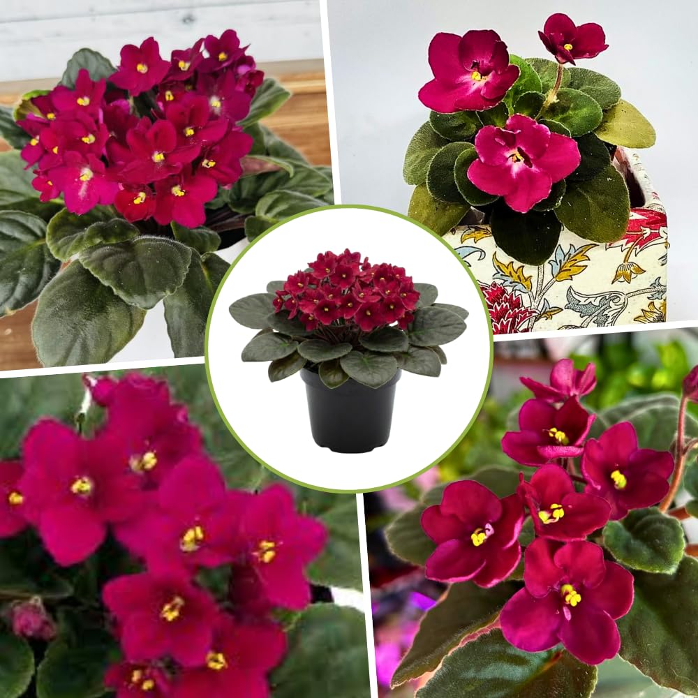 Red African Violets Live Plants House Plants in 4" Pot, Vibrant Blooms for Indoor Décor, Home or Office, Easy to Grow