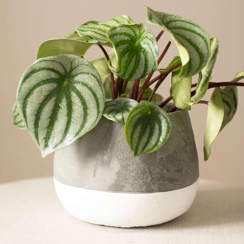 Peperomia Watermelon Live Plant for Indoor | Different Houseplants in 4'' & 6'' Pot | Real House Plant for Living Room, Office, Desk & Bathroom | Begonia | Peperomia argyreia