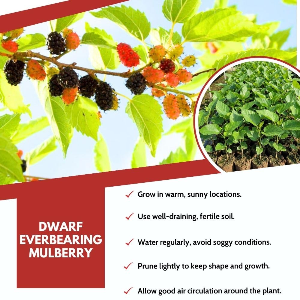 Dwarf Everbearing Mulberry Fruit Plant Live 6-8 Inches Tall, Sweet Mulberry Live Plant for Planting Outdoor Garden