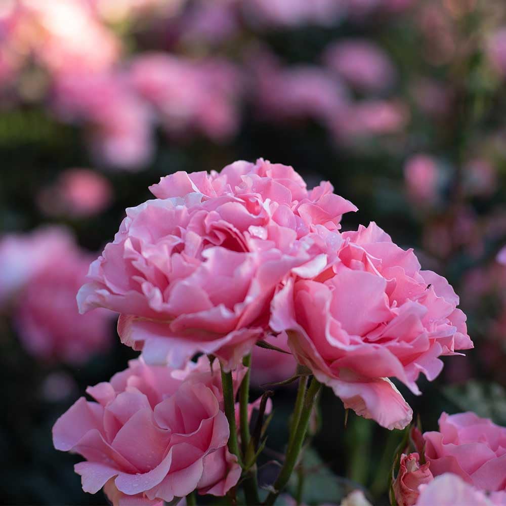 Heirloom Roses Rose Plant - Paris de Yves St. Laurent ™ Pink Rose Bush, Hybrid Tea Live Plant for Planting Outdoors
