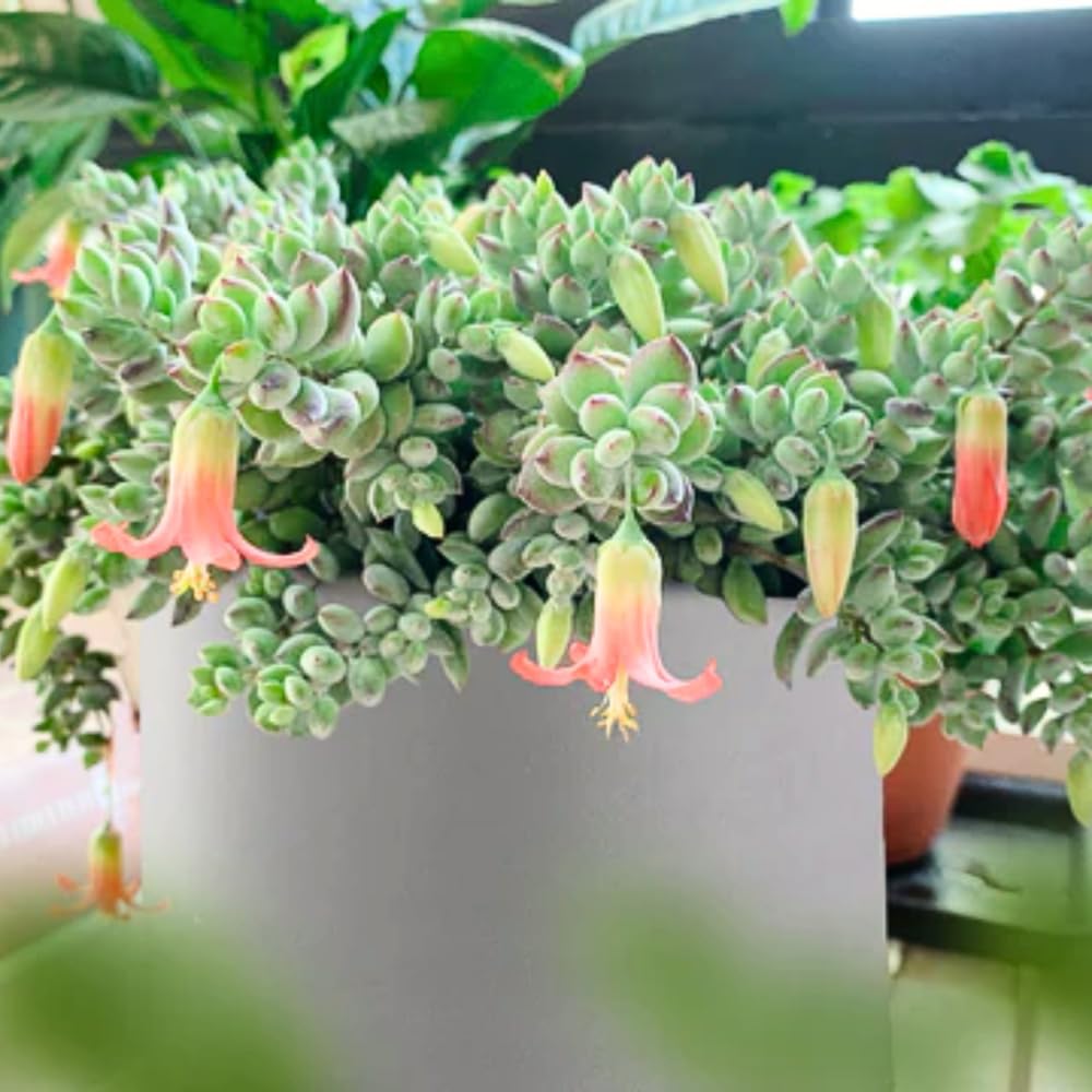 2" Pot Cotyledon Pendens Succulent Plant Live, Trailing Succulent House Plant for Home Office Decoration, Rare Indoor Live Plant
