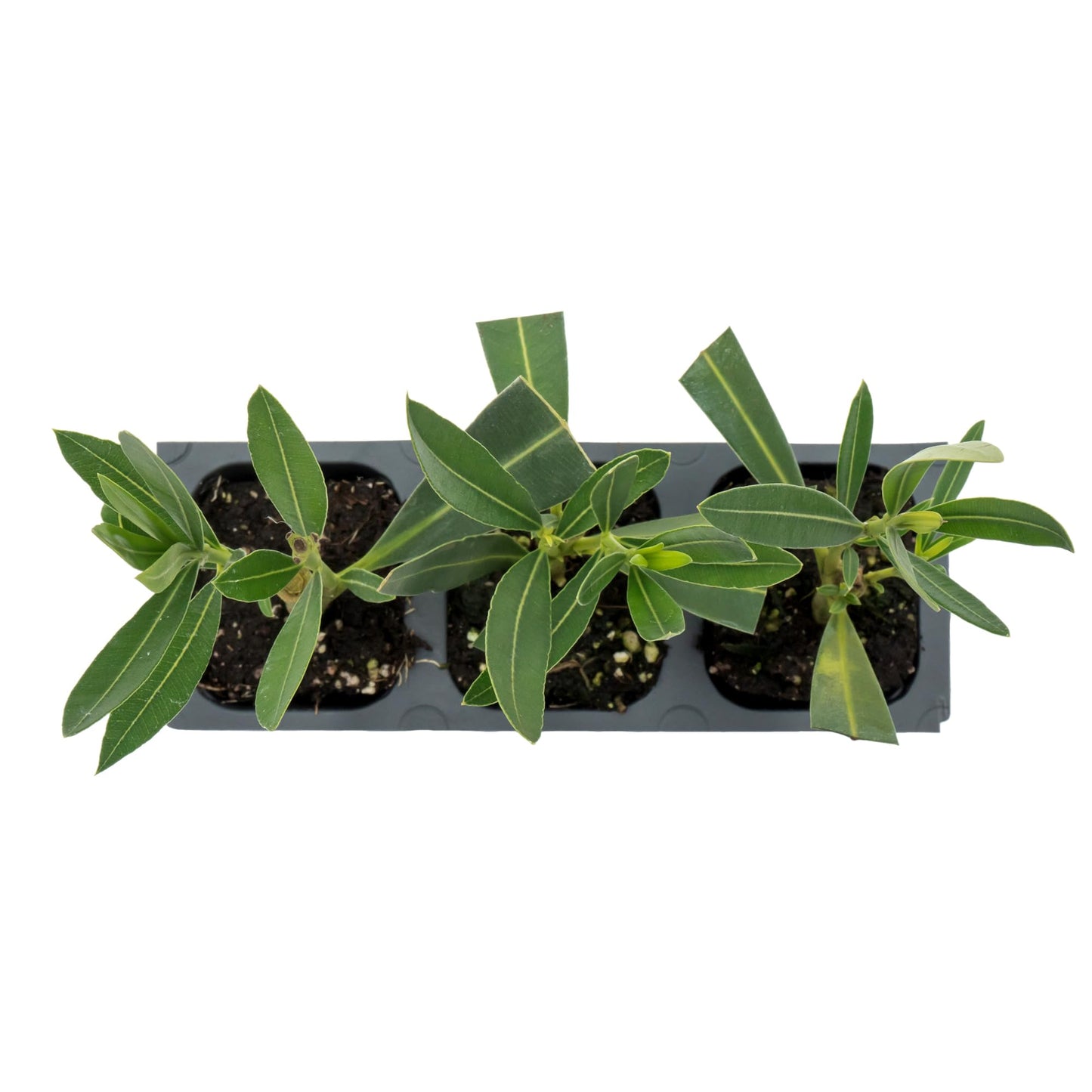 3 Nerium Red Oleander in 2.5” Nursery Cubes (Nerium Oleander ‘Jannoch’) | Red-Flowering Evergreen Shrub or Small Tree for Hedges, Privacy Screens, and Containers | Ready-to-Plant Live Starter Plants