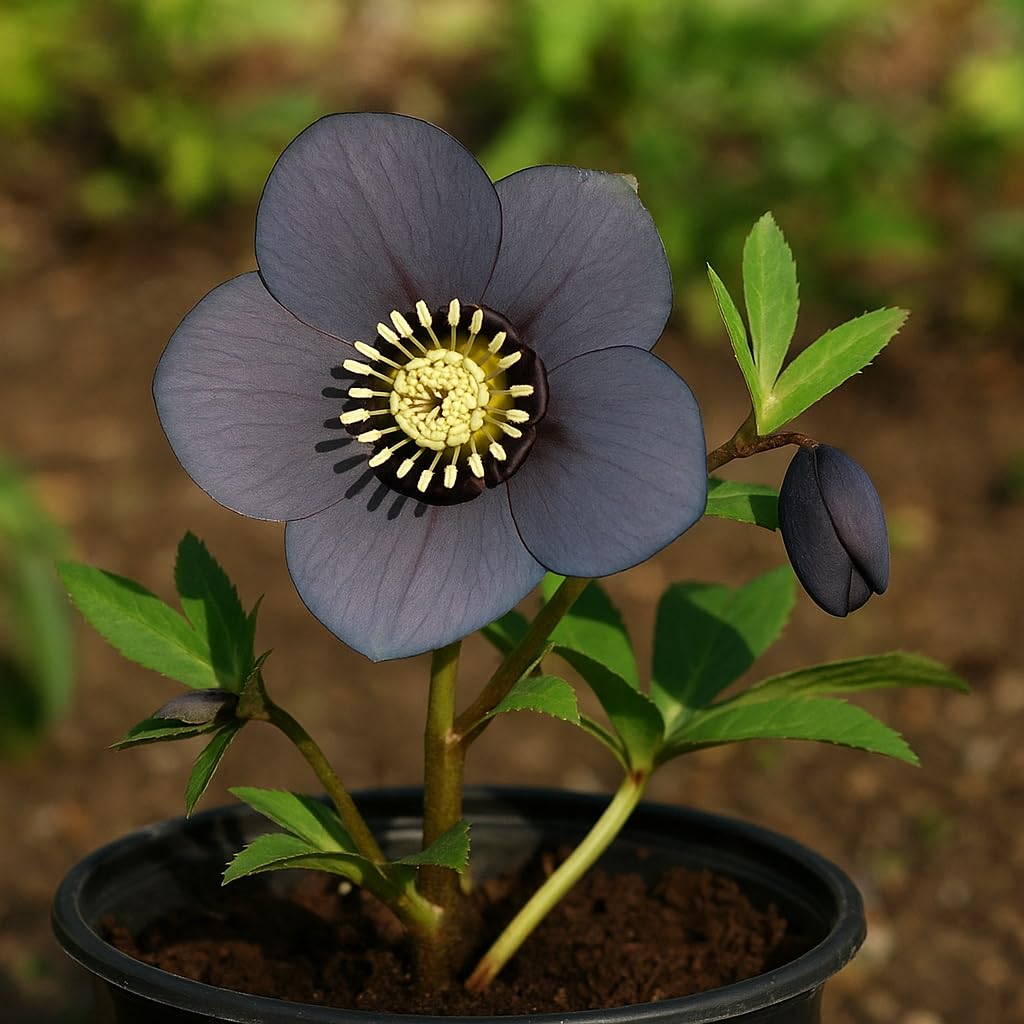 Perennial Farm Helleborus Winter Jewels 'Blue Diamond' – Live Lenten Rose in 1 Quart, Double Bluish-Purple Blooms, Early Spring Color, Shade Loving, Deer Resistant, Ideal for Woodland Gardens
