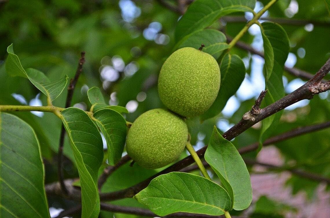 2 Black Walnut Trees - 18-24" Tall - Nut-Bearing Live Plants - Fast Growing Trees - Juglans Nigra - (2 Pack)