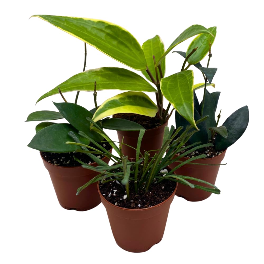 BubbleBlooms Hoya Variety Assortment 2 inch Set of 4 Grower's Choice Live Potted Premium Collection