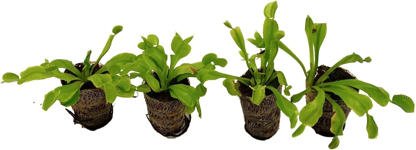 ragnaroc Sarracenia Purpurea SSP. Venosa 2-4" (Purple Pitcher Plant) & Dionaea Muscipula 2-4" (Venus Fly Trap) 2ct – Live Plant for Indoor Outdoor Use, Carnivorous Plants – Live Arrival Guaranteed