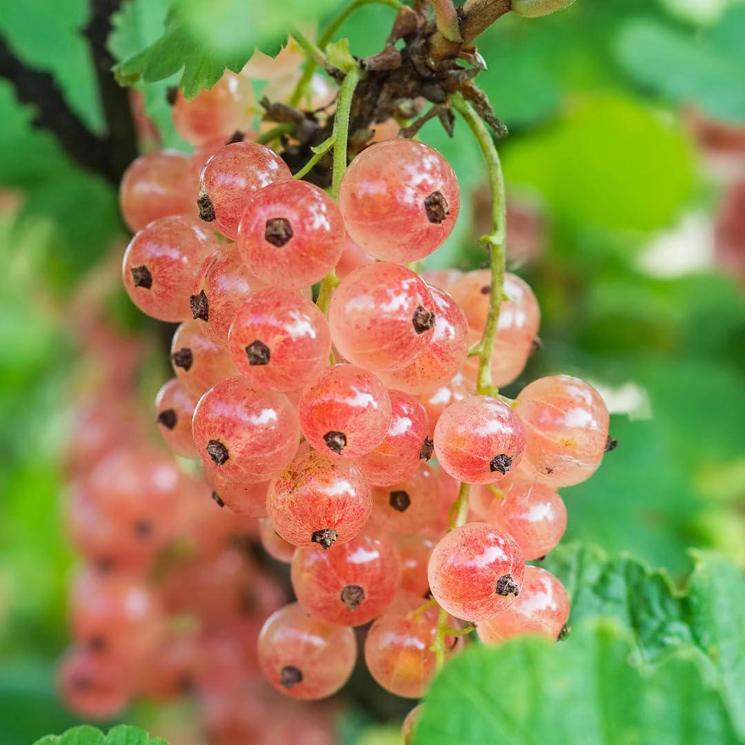 1 Live Currant Bush Plant Fast Growing, Ready Bear Fruit Within 1 Year - No NC, WV, NH, 6-14" Tall, Great for Backyard or Orchard Growing, Currant Plant (Random)
