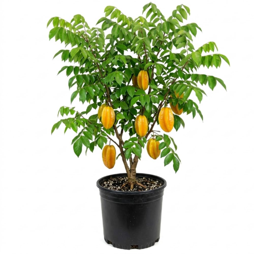 Starfruit Tree in 3 Gallon, Grafted Starfruit Fruit Plants Live for Planting Outdoors, No Ship to CA