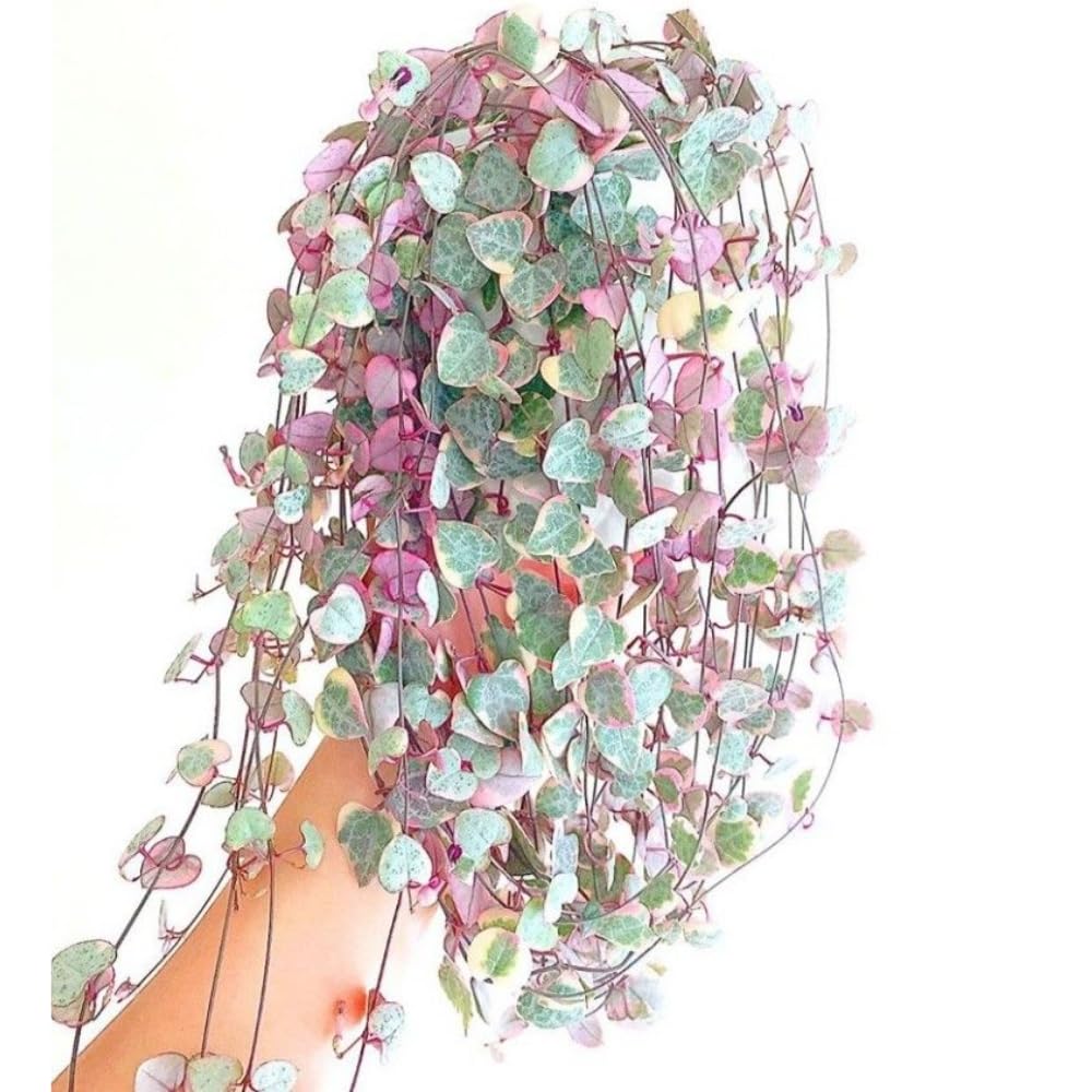 Variegated String of Hearts Plant Live, Ceropegia Woodii Variegata, in 2.5" Pot, Rare Trailing Succulent Vine for Indoor Hanging Pots