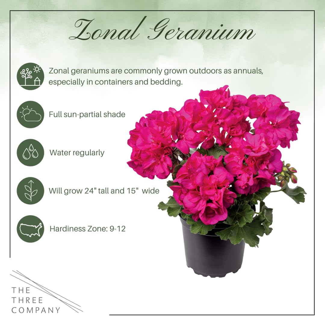 Live Flowering Zonal Geraniums - Pink (2 Plants Per Pack) - Beautiful Spring Flowers - 12" Tall by 5" Wide in 1 Qt Pot