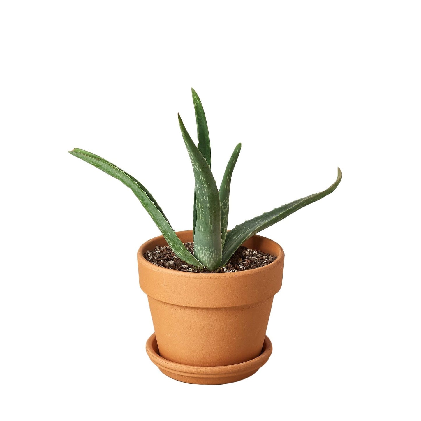 Aloe Barbadensis Mill Vera-4" Pot/White Cylinder - Live Plant Easy Care, Low Maintenance for Home Decor - Air Purification Houseplant