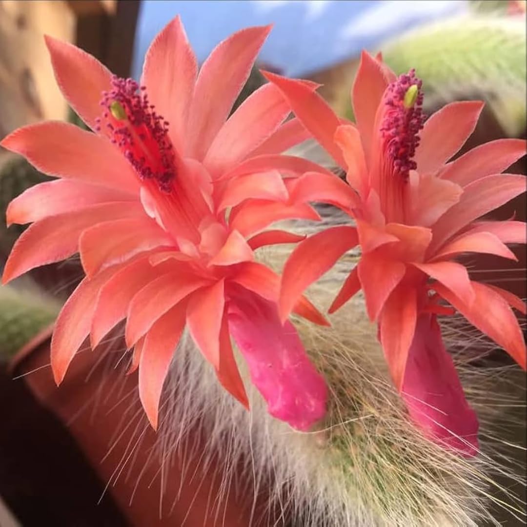 Rare Monkey Tail Cactus Live Plant – 7-9 Inch Succulent for Indoor & Outdoor, Unique Trailing Live Succulent, Ideal Gift for Plant Lovers