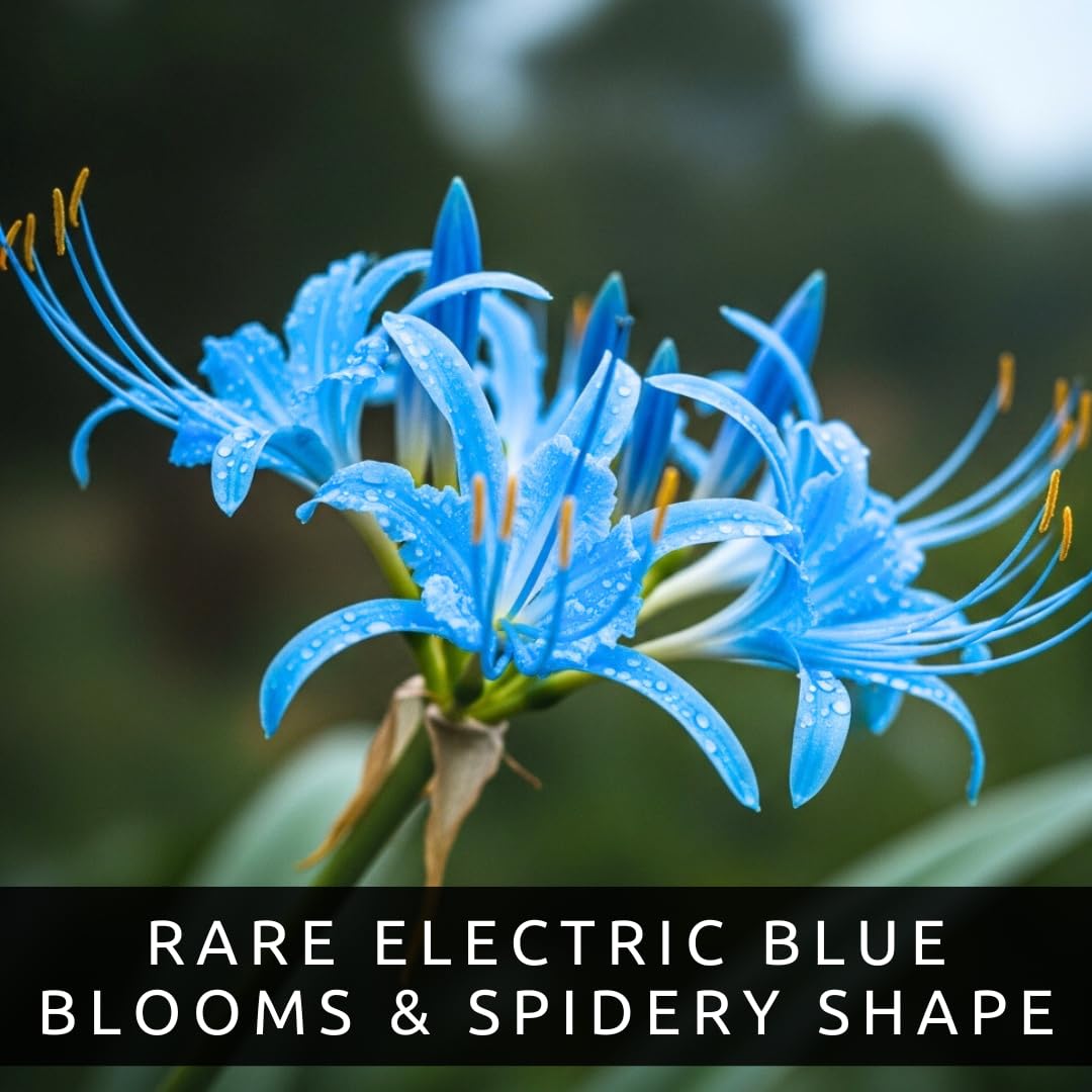 Electric Blue Spider Lily Bulb for Planting (1 Bulb) - Rare Lycoris Variety -Striking Blue Blooms -Easy Care Perennial - Surprise Bloom Flower - Unique Valentine Gift - Cheerful Lily