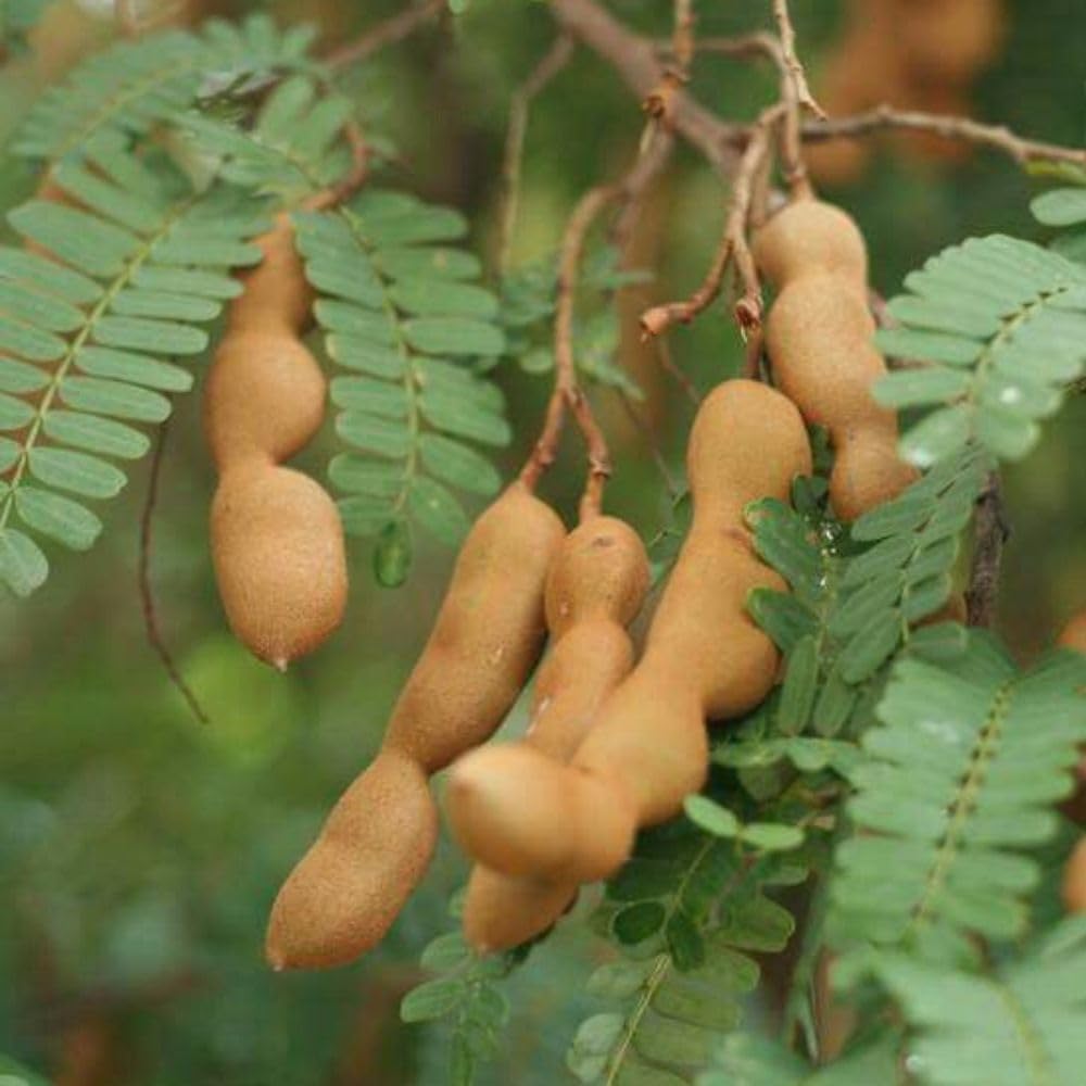 Live Sour Tamarind Tree 2-3ft in 3 Gallon Pot, Live Tropical Fruit Plant, Tangy Tamarind Fruit Tree for Planting Outdoor Garden, No Ship to CA