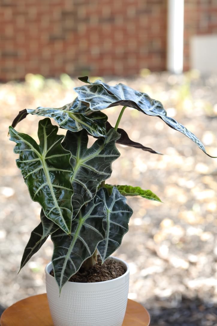 PLANTVERS Alocasia Polly Plant in a 4INCH Nursery Pot - Tropical Air Purifying Indoor Plants - Low Light Indoor Plant - Easy Care Houseplants