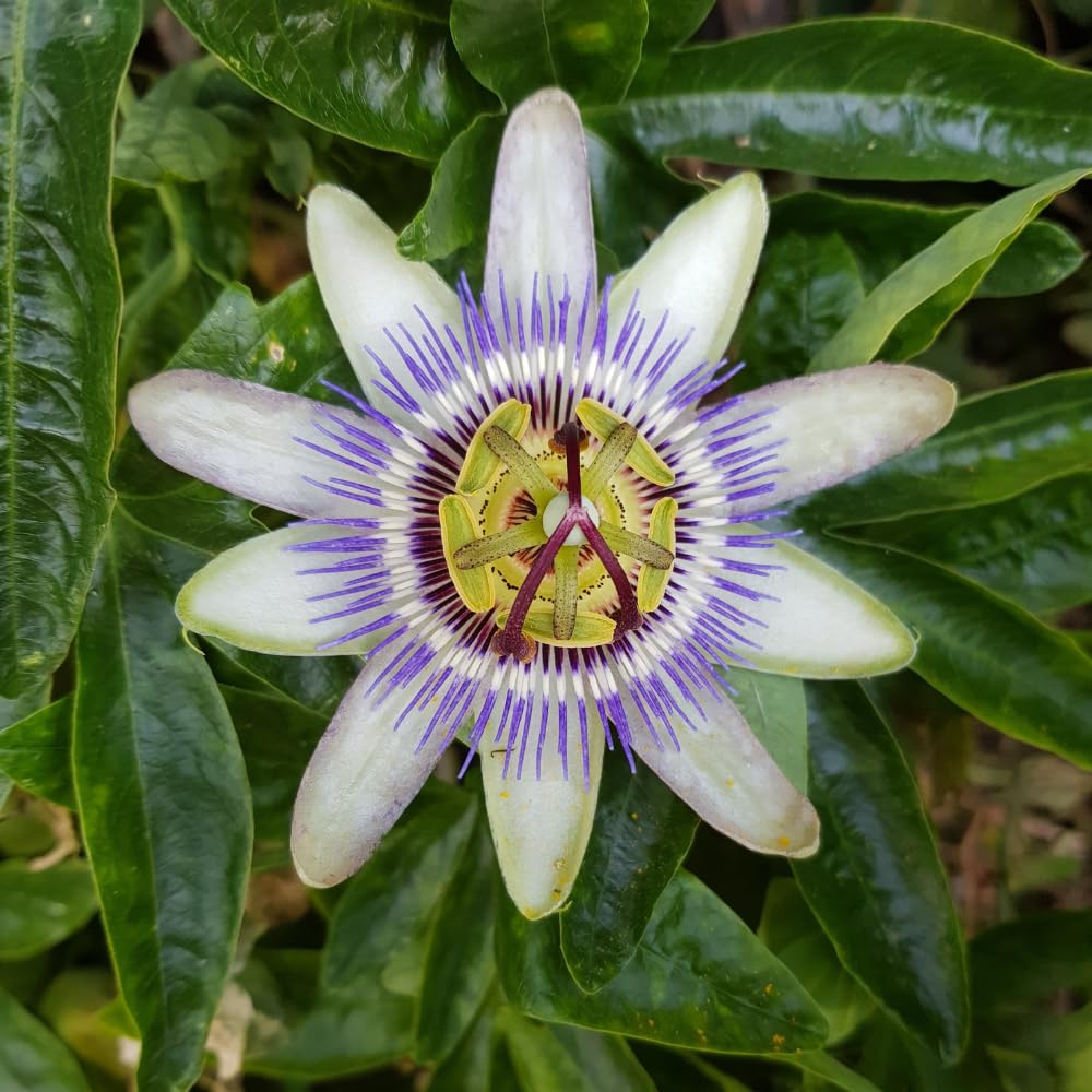 Set 2 Blue Passion Flower Vine Plants - Live Passion Flowers Plants for Outdoor Garden, 4 to 8 Inch Tall Size, Fragrant Flowers, No Pot