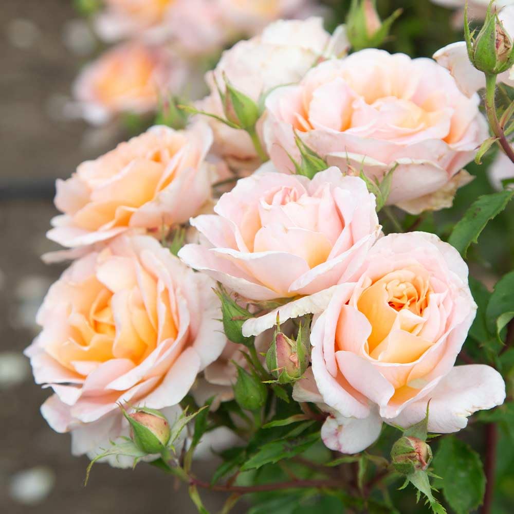 Heirloom Roses Fragrant Rose Bush - Desirée™ Live Potted Orange Rose Plant for Outdoor Planting