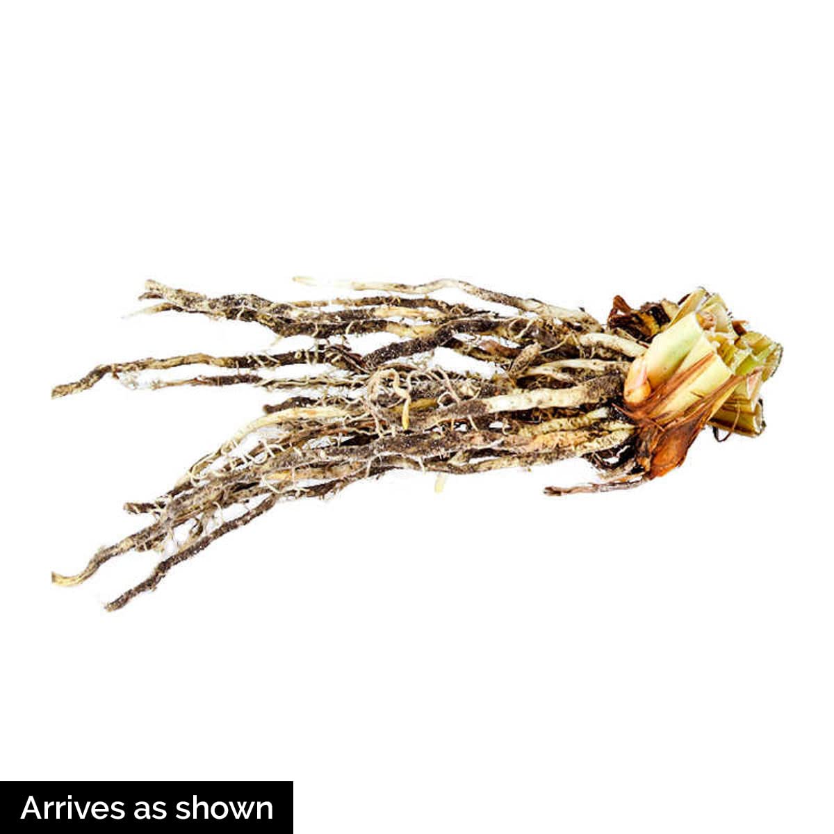 Black Joker Siberian Iris Dormant Bare Root Perennial Roots (3-Pack)