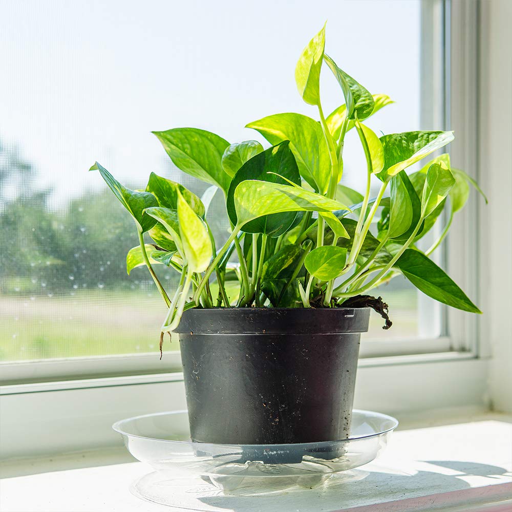 Perfect Plants Golden Pothos in 6 in. Grower's Pot | Epipremnum aureum Devil's Ivy | Easy Care Houseplant | Perfect for Low to Moderate Light Conditions | Air Purifying