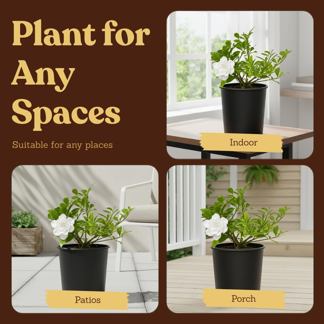 My Shelfie – Gardenia Jasminoides ‘Veitchii’, 1-Gallon Live Fragrant White Flowering Evergreen Shrub for Outdoor Garden, Patio Containers, and Landscape Planting (2)