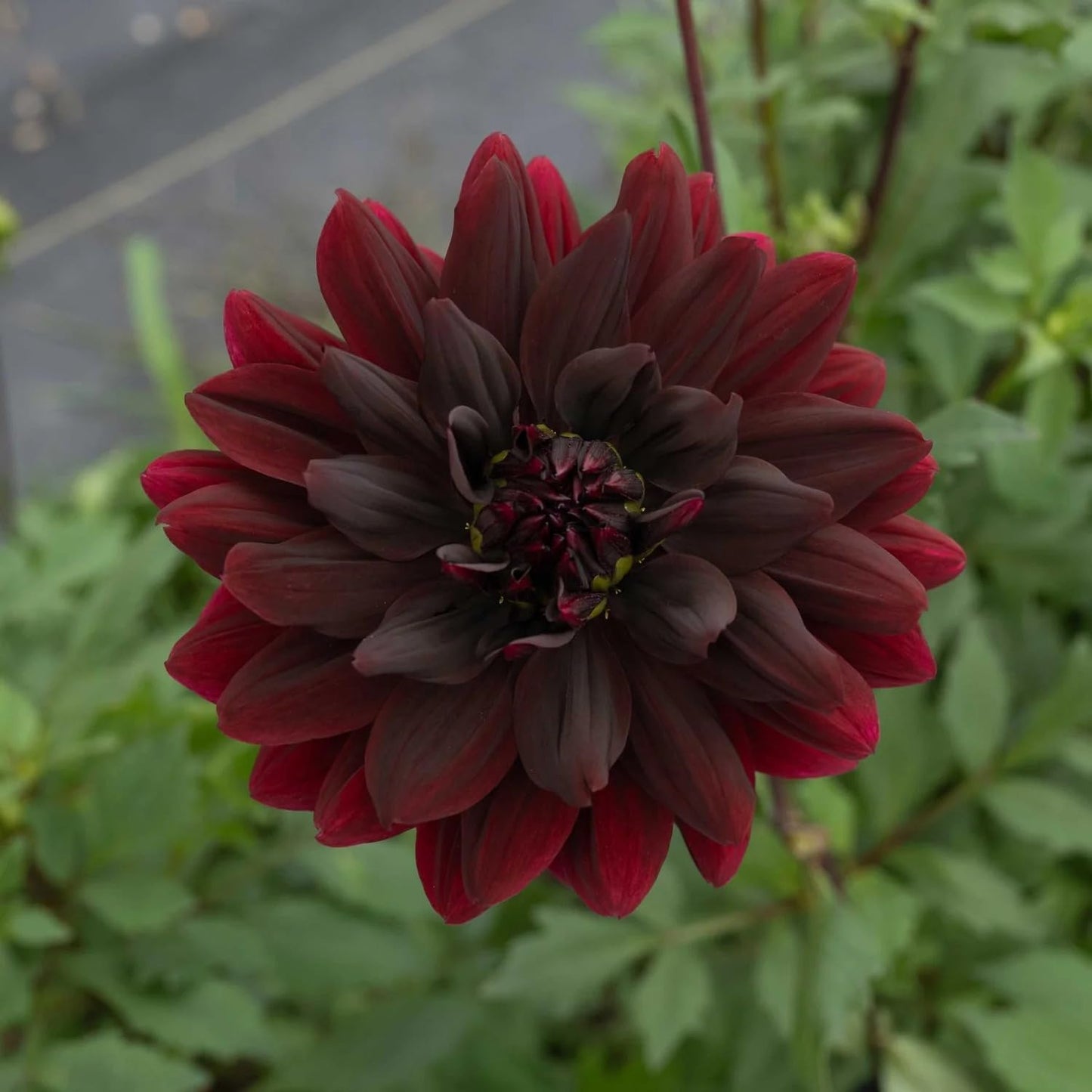 Votaniki Sam Hopkins Dahlia Tubers for Planting — Perennial & Large Flower, Dark Red Dinnerplate Dahlia | Easy to Grow Summer Flowers (1 Pack)