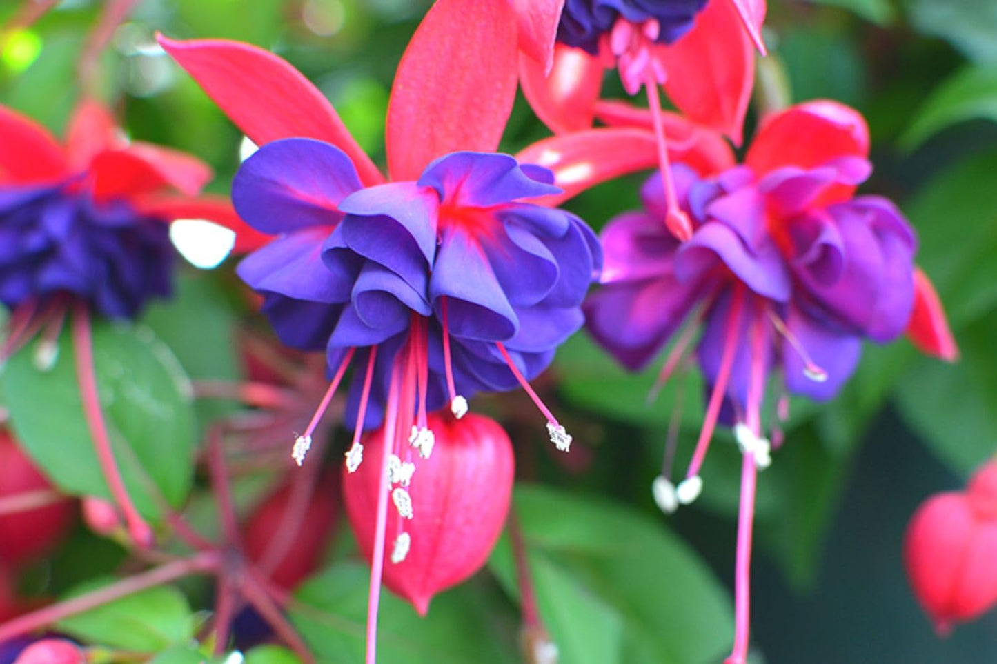 Fuchsia Plants Live, 2 Fuchsia Live Plants, 5 to 7 Inc, Fuchsia Plants, Purple Fuchsia Flower Plant, Easy to Plant Indoor, Outdoor