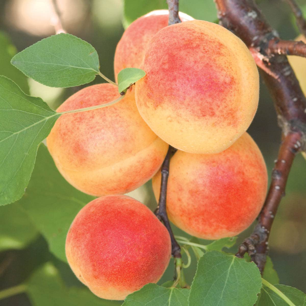 Sugar Pearls™ Apricot Dormant Starter Bare Root Standard Fruit Tree, Can't Ship to States of CA, CO, ID, MT, OR or WA, 1-Pack