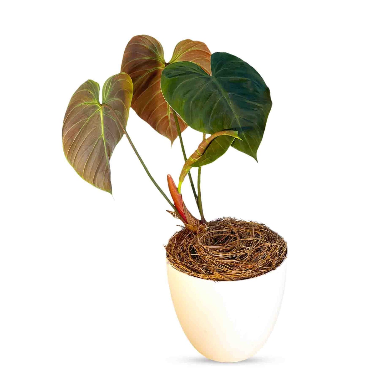 LEAL PLANTS ECUADOR Philodendron Rubrijuvenile 'El Choco Red',Live Indoor House Plant | Heart-Shaped Foliage | Air Purifying Tropical Plant |Perfect for Home Decor, Unique Gift for Plant Lover