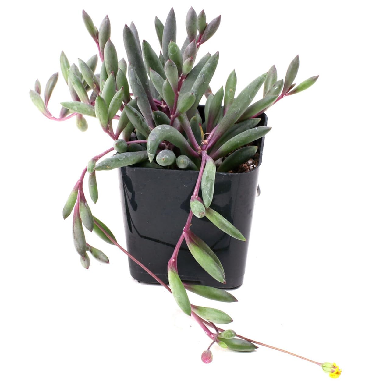 Mountain Crest Gardens Trailing & Strings Succulent Pack - 6 Live Plants in 2 Inch Pots - Real Succulents for Hanging Planters, Home Decor, and DIY Arrangements