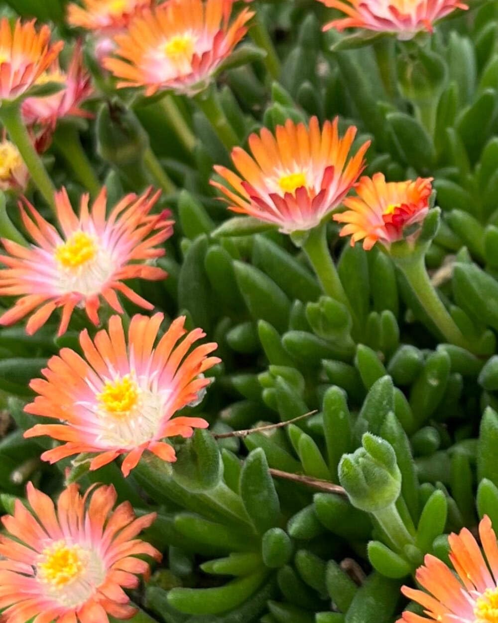Perennial Farm Delosperma ‘Topaz’ – Live Groundcover Ice Plant in 1 Quart Container, Jewel-Toned Lavender Blooms, Drought Tolerant, Heat Loving, Ideal for Rock Gardens & Sunny Borders