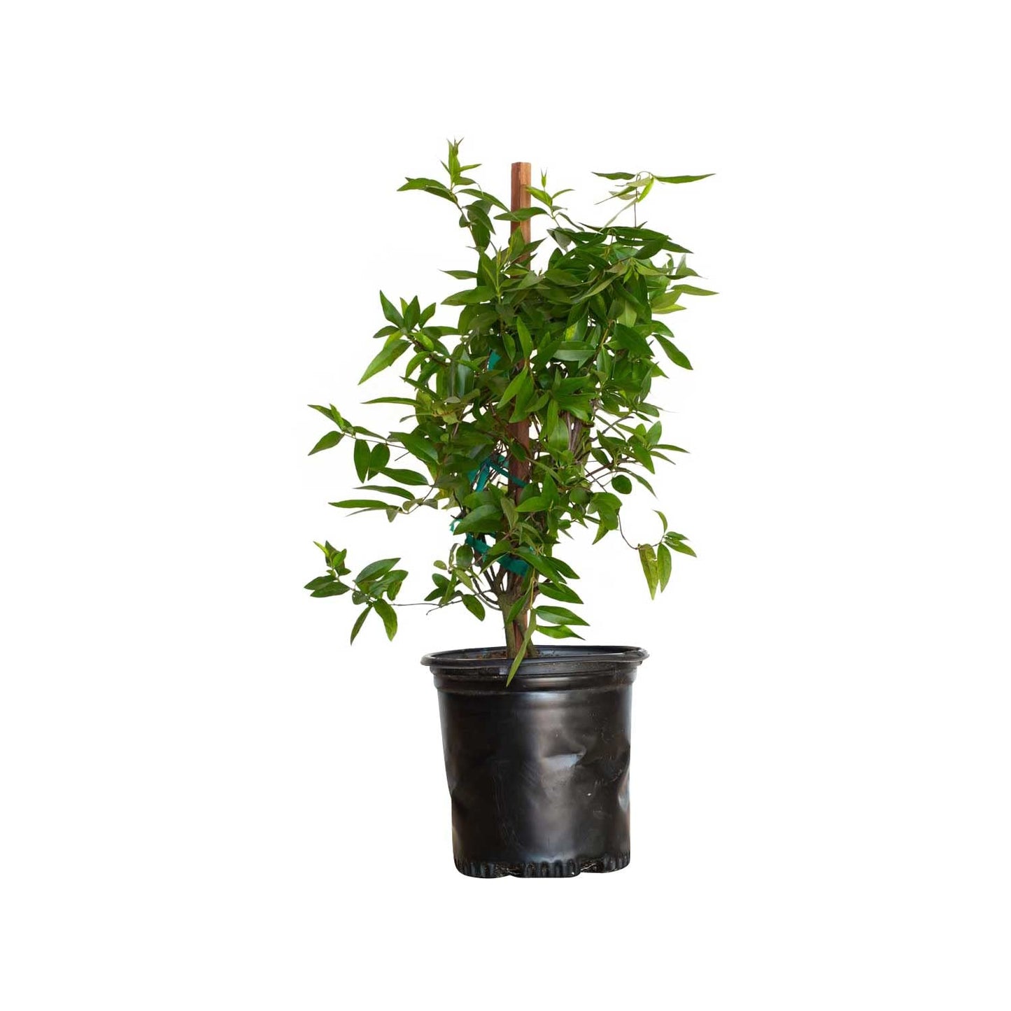 Carolina Jessamine (1 Gallon) Semi-Evergreen Blooming Vine with Yellow Flowers - Full Sun to Part Sun Live Outdoor Plant