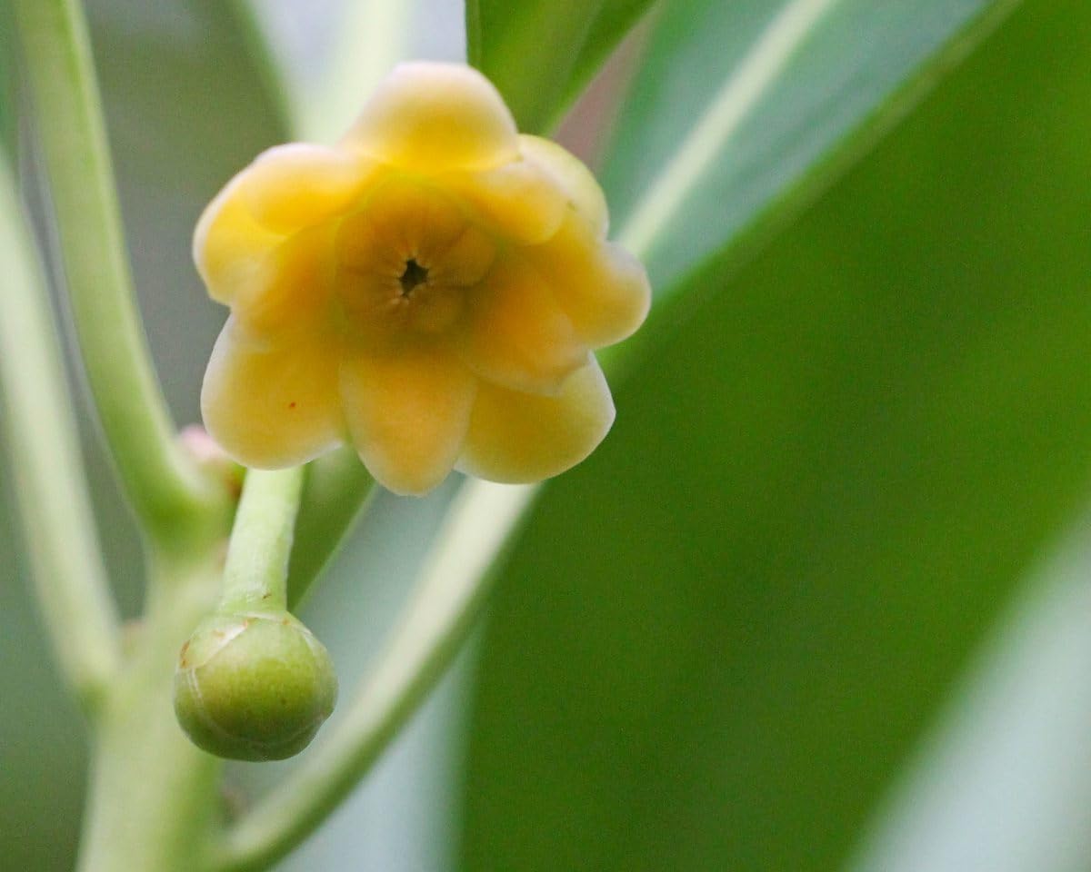Yellow Anise Plant | 3 Live Plants | Illicium Parviflorum | Fragrant Foliage | Evergreen Shrub | Star Anise Aromatic Ornamental