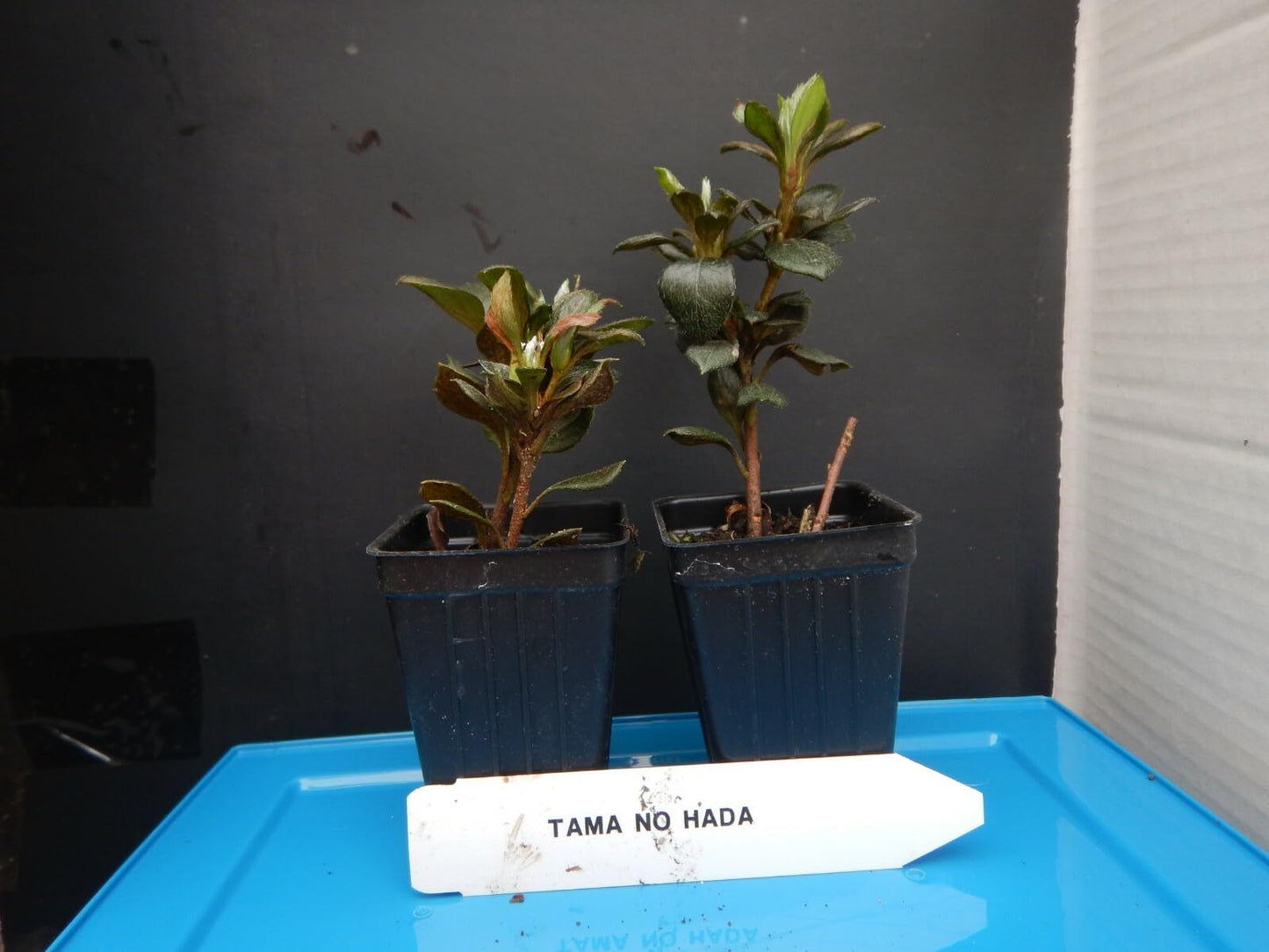 Live Plant - TAMA NO HADA Azalea Rhododendron Deciduous Starter Plant 3 Colors at Once