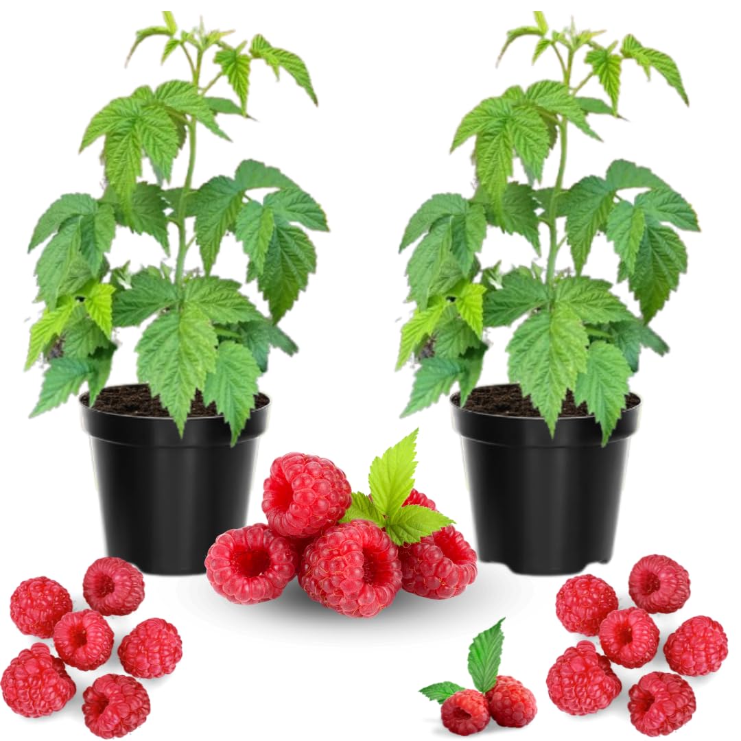 2 Raspberry Plants Live for Planting Outdoor, Raspberry Bushes Live Plant 5 to 10 Inches Height, Edible Berries Plants (Red Raspberry)