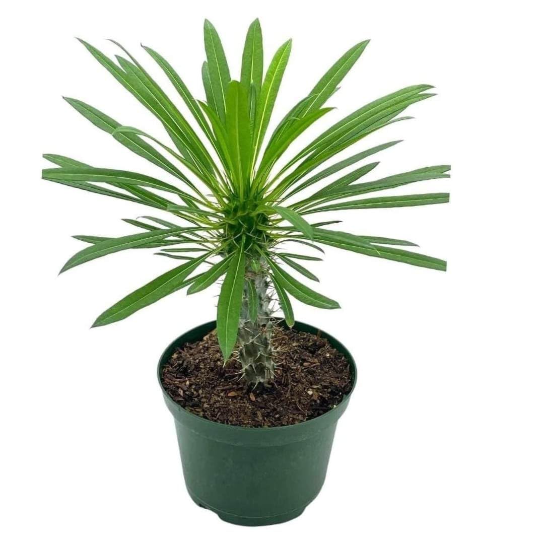 BubbleBlooms Madagascar Palm, Pachypodium Lamerei, in a 4 inch Pot